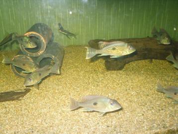 Geofaag Sveni Rio Parana 8/10 cm  beschikbaar voor biedingen