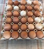 Verse eieren te koop, Dieren en Toebehoren, Kip