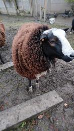 Zwartbles ram, Dieren en Toebehoren, Schapen, Geiten en Varkens, Schaap, Mannelijk, 0 tot 2 jaar