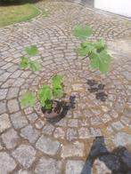 Vijgenplant, Ophalen, In pot, Minder dan 100 cm
