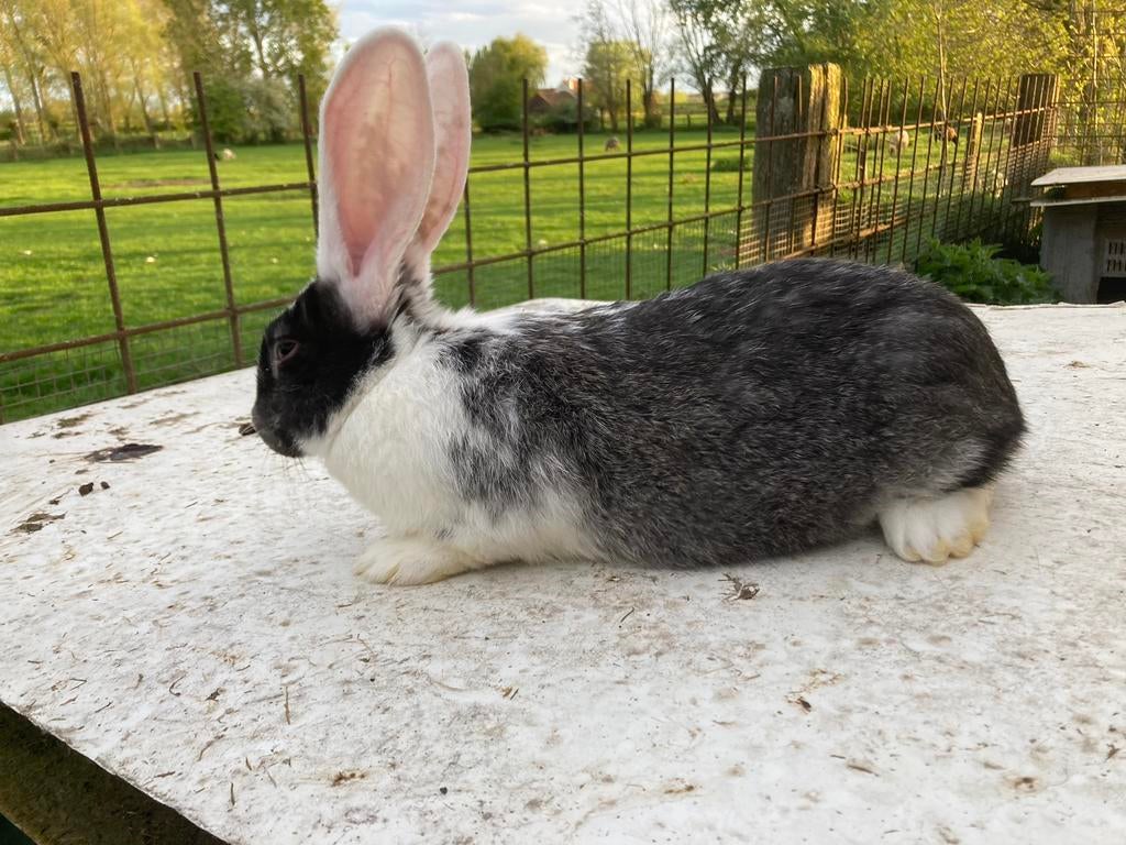 Vlaamse reuzen, Femelle