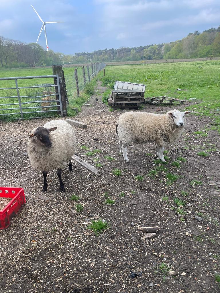 Gevraagd rammen, Dieren en Toebehoren, Mannelijk, Schaap, 0 tot 2 jaar