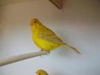 Kanaries te koop mannen, Mannelijk, Zangkanarie