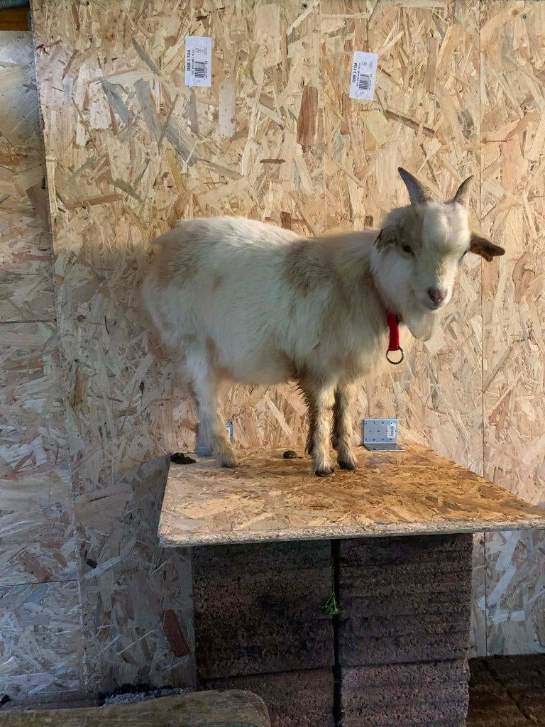 Geitje gratis op te halen, Enlèvement, Neuf