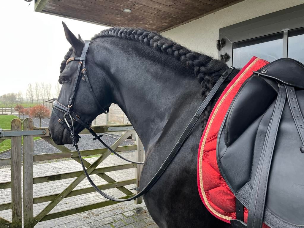 Friese paard gezocht, Dieren en Toebehoren, Paarden