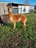 Étalon en alpaga prêt à porter., Mars, Mâle