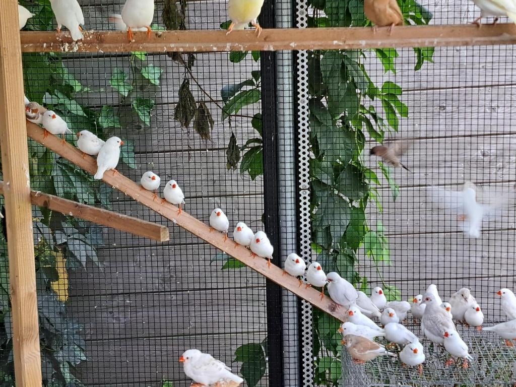 WITTE Zebravinken 2025, Dieren en Toebehoren, Vogels | Overige Vogels, Geslacht onbekend