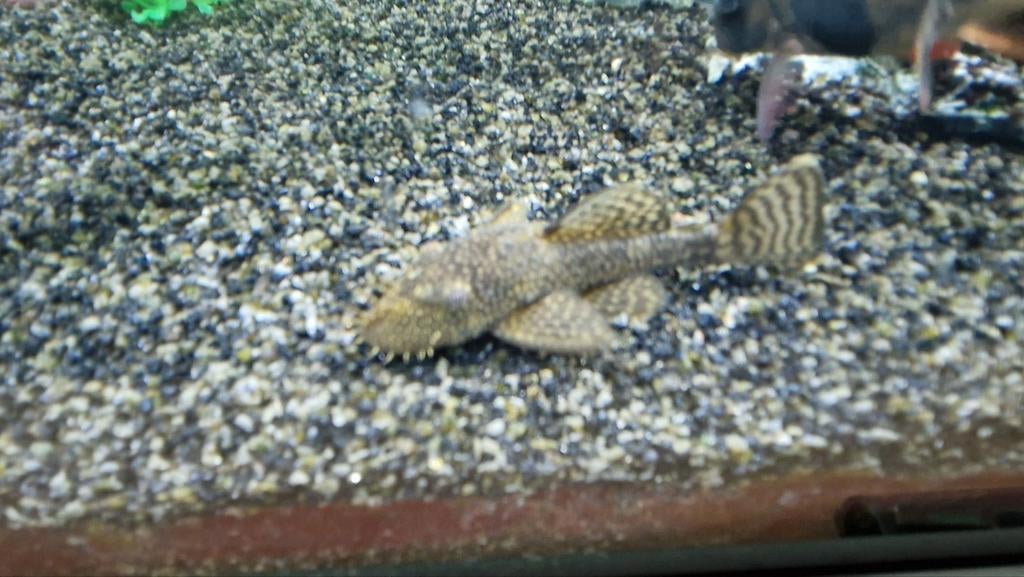 ancitrus bodem kuiser / algen eter, Dieren en Toebehoren, Vissen | Aquariumvissen, Zoetwatervis, Vis