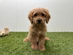 Chiots Cockapoo (F1), Hépatite contagieuse (maladie de Rubarth), Plusieurs, Belgique, Plusieurs animaux