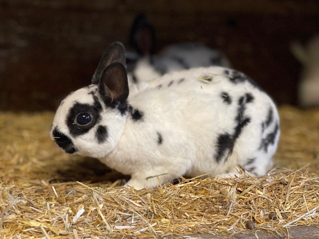 Dwergrex dalmatiner, Dieren en Toebehoren, Mannelijk, Dwerg
