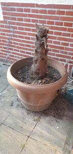 Grand pot en terre pour fleurs, plante ou petit arbre, Enlèvement, Pierre