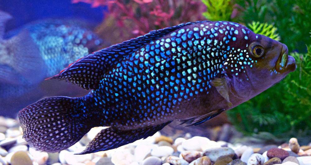 cichlides jack dempsi full couleur amerikaanse