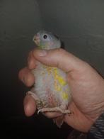 Pyrrhura mollinae opaline a réserver, Domestique