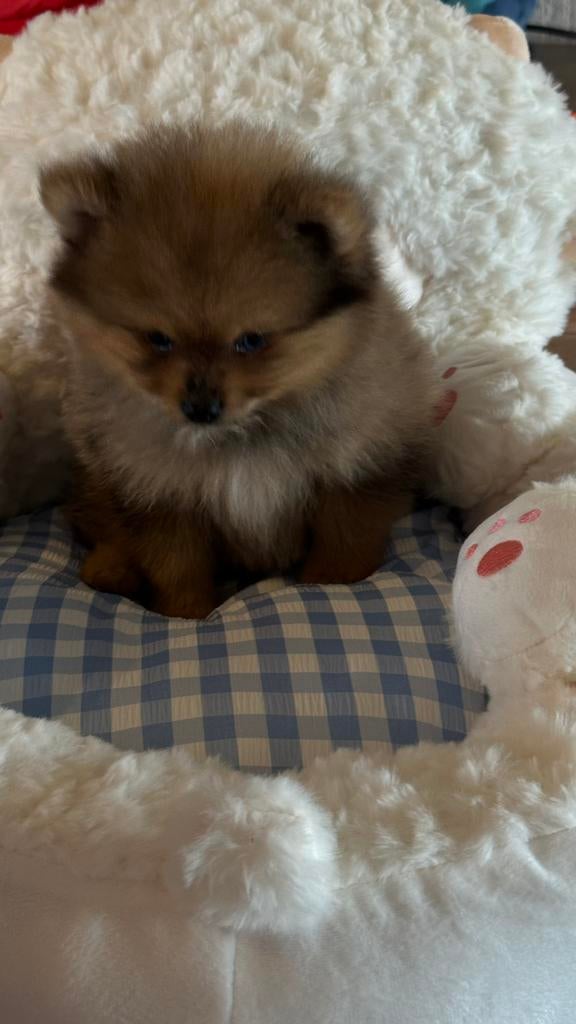 Nog 2 Prachtige raszuivere pomeriaan reutjes beschikbaar, Dieren en Toebehoren, Parvo, België, Particulier, Keeshond