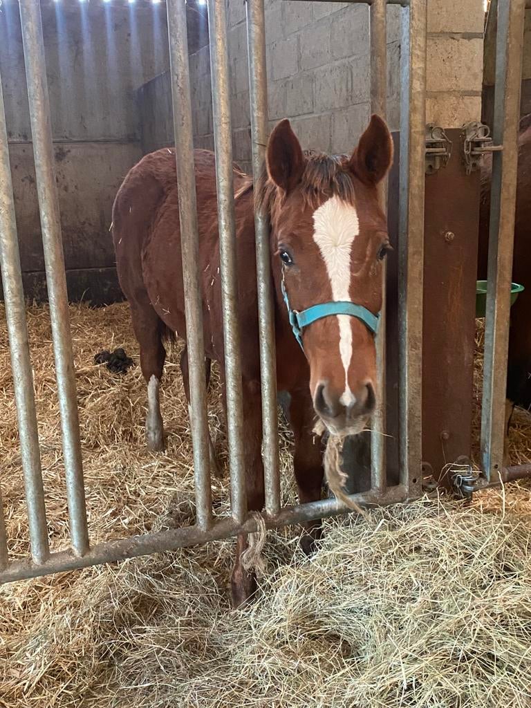 Springpaard merrie jaarling, Dieren en Toebehoren, Merrie, Z, Springpaard