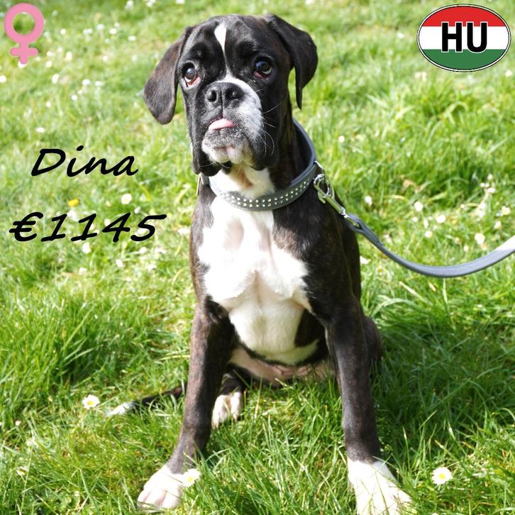 Dixy & Dina, Boxer femelles bringé à vendre, Animaux & Accessoires, Chiens | Bouledogues, Pinschers & Molossoïdes, Chienne, Autres races