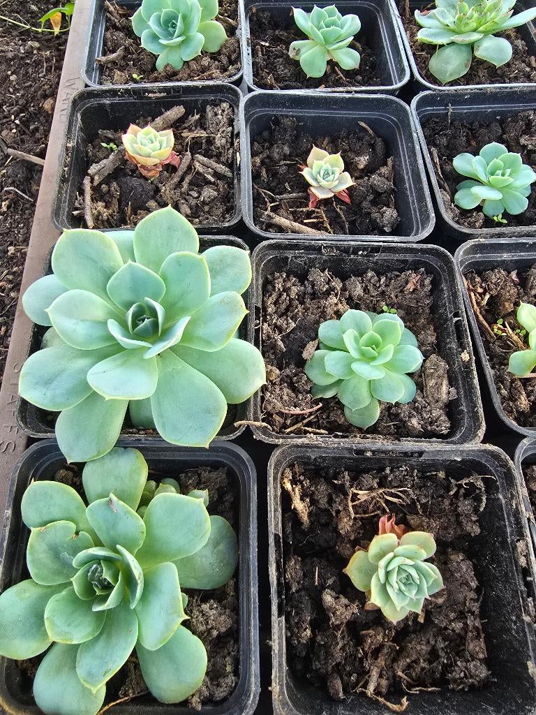 Echeveria — Magnifiques plantes succulentes, Maison & Meubles, Plantes d'intérieur, Plante succulente, Moins de 100 cm, Plante à fleurs