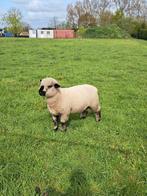 Hampshire down lammeren, Dieren en Toebehoren, Meerdere dieren, Schaap, 0 tot 2 jaar