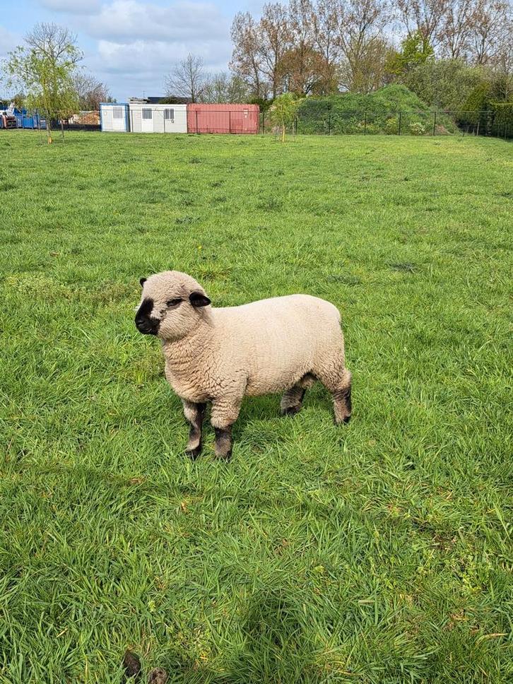 Hampshire down lammeren, Dieren en Toebehoren, Schapen, Geiten en Varkens, Schaap, Meerdere dieren, 0 tot 2 jaar