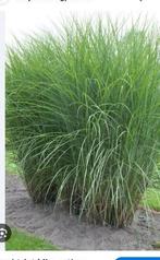 Miscanthus, gratis, Tuin en Terras, Ophalen