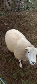 Franse texel dekram 2024