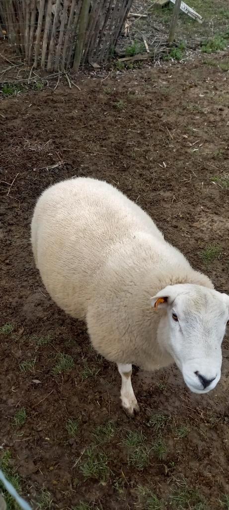 Franse texel dekram 2024, Dieren en Toebehoren, Schapen, Geiten en Varkens