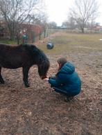 Pony gezocht, Dieren en Toebehoren, Ophalen