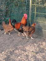 Te koop welsumer broedeieren groot ras., Dieren en Toebehoren, Pluimvee, Geslacht onbekend, Kip