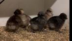 USA zijdehoen kuikens, Dieren en Toebehoren, Pluimvee, Geslacht onbekend, Kip