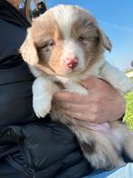 Miniature American shepherd reutjes, Dieren en Toebehoren, Parvo, België, Reu, 8 tot 15 weken