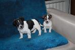 jack russell pups, België, Fokker | Hobbymatig, Jack Russell Terriër, 8 tot 15 weken
