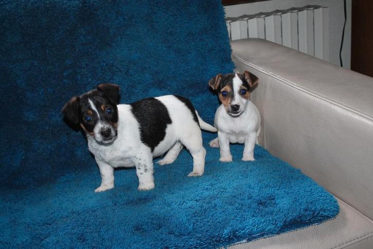 jack russell pups, Dieren en Toebehoren, Honden | Jack Russells en Terriërs, Jack Russell Terriër, Fokker | Hobbymatig, Meerdere