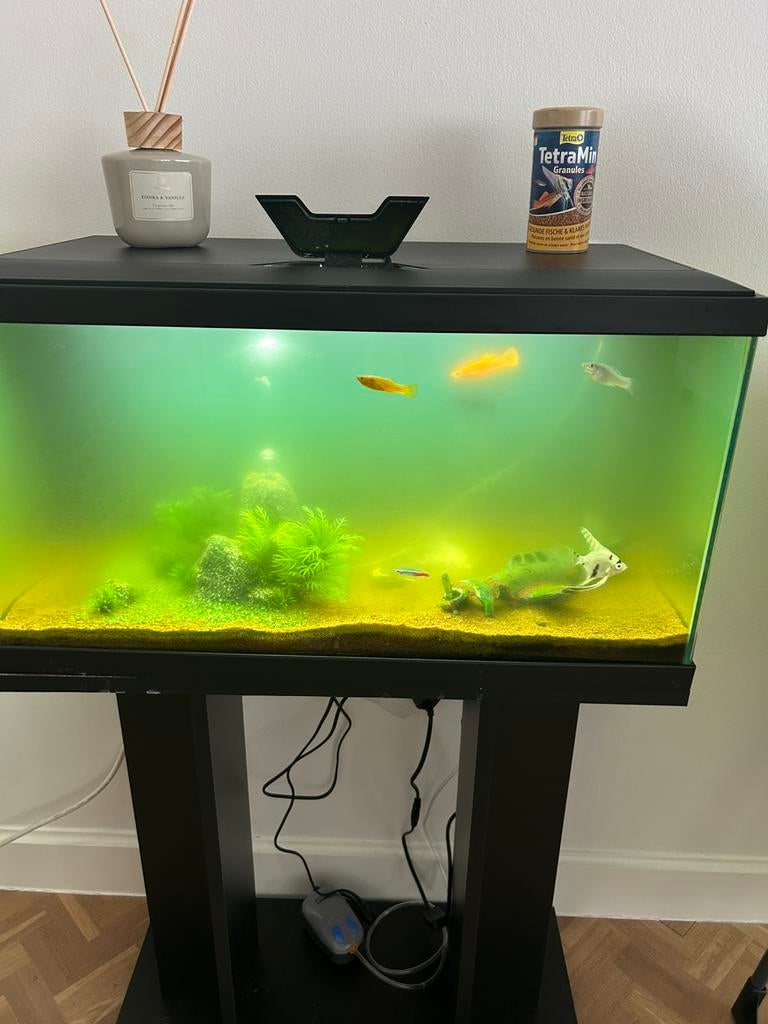 Aquarium met toebehoren en vissen, Enlèvement, Comme neuf, Filter