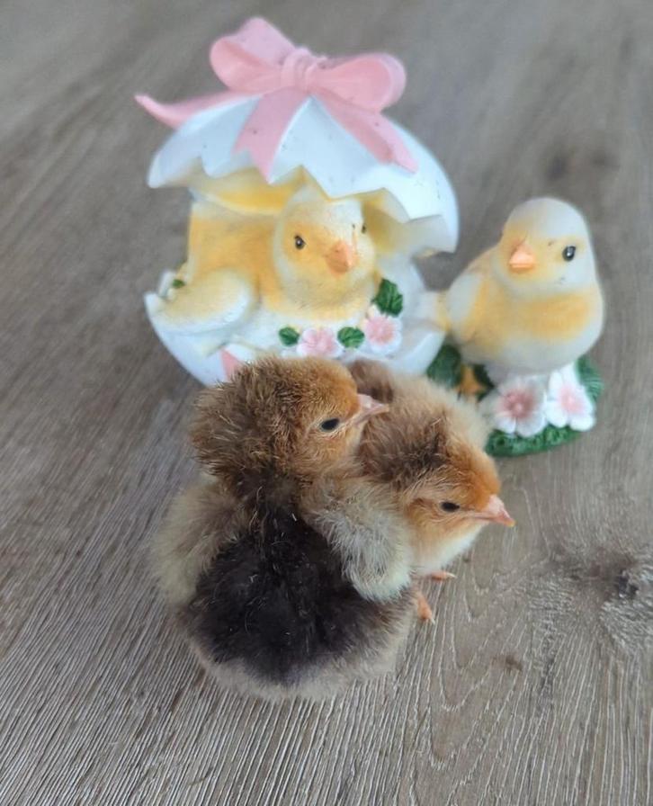 Kuikens brahma krul groothoenders kippen, Animaux & Accessoires, Volatiles, Poule ou poulet