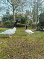 Zwanen zwarthalszwanen, Dieren en Toebehoren, Meerdere dieren, Gans of Zwaan