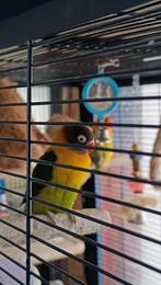 Prachtige Agapornissen zoeken een nieuw thuis, Dieren en Toebehoren, Vogels | Parkieten en Papegaaien