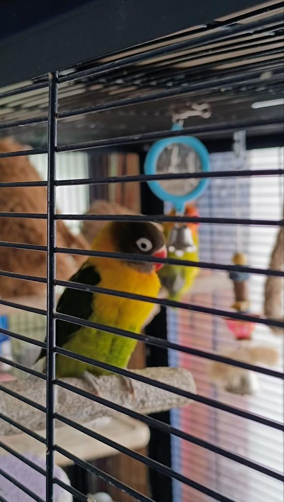 Prachtige Agapornissen te koop, Animaux & Accessoires, Oiseaux | Perruches & Perroquets