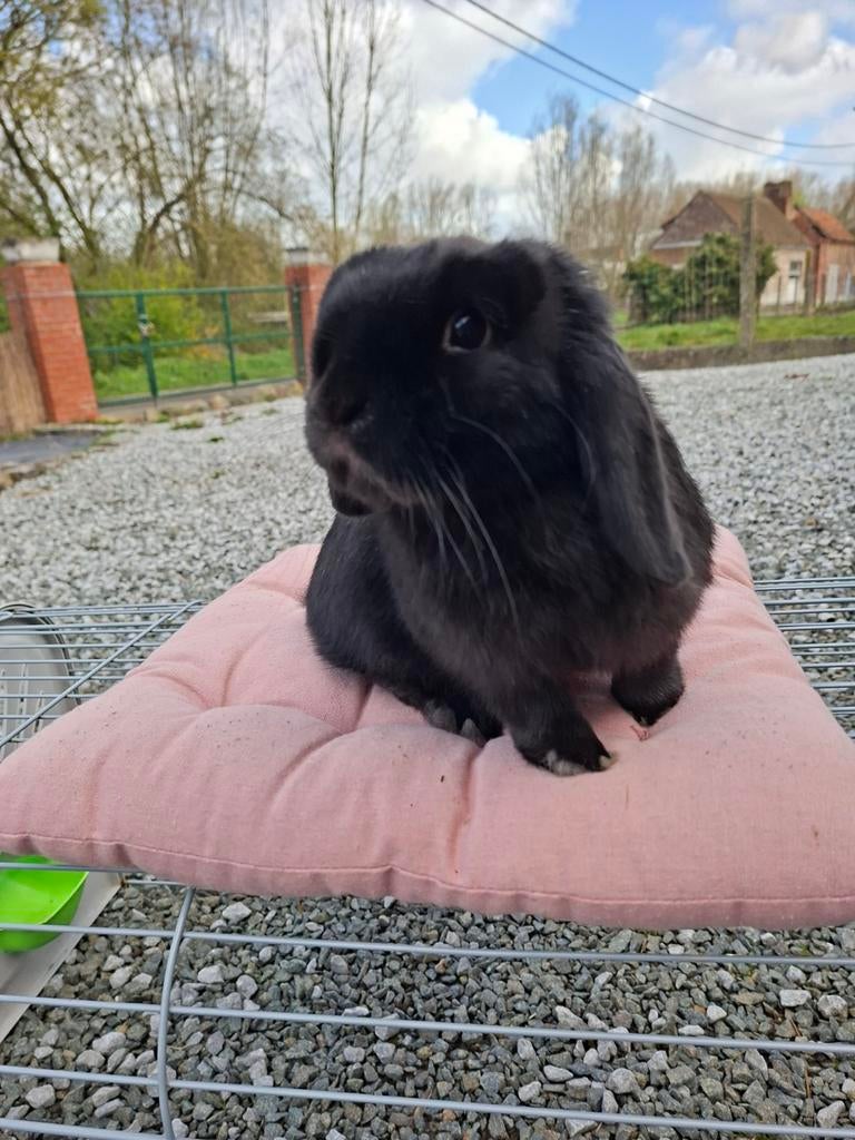 Raszuiver minilop uk lijn vrouwtje 4 maand gevaccineerd, Klein