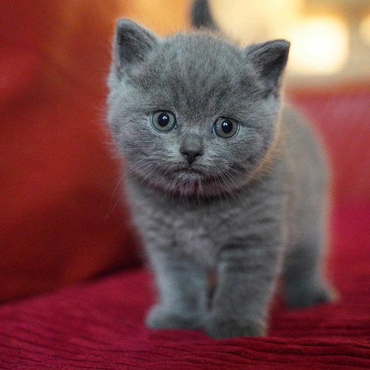 British Korthaar, Dieren en Toebehoren, Katten en Kittens | Raskatten | Korthaar, Poes, 0 tot 2 jaar, Met stamboom, Ontwormd