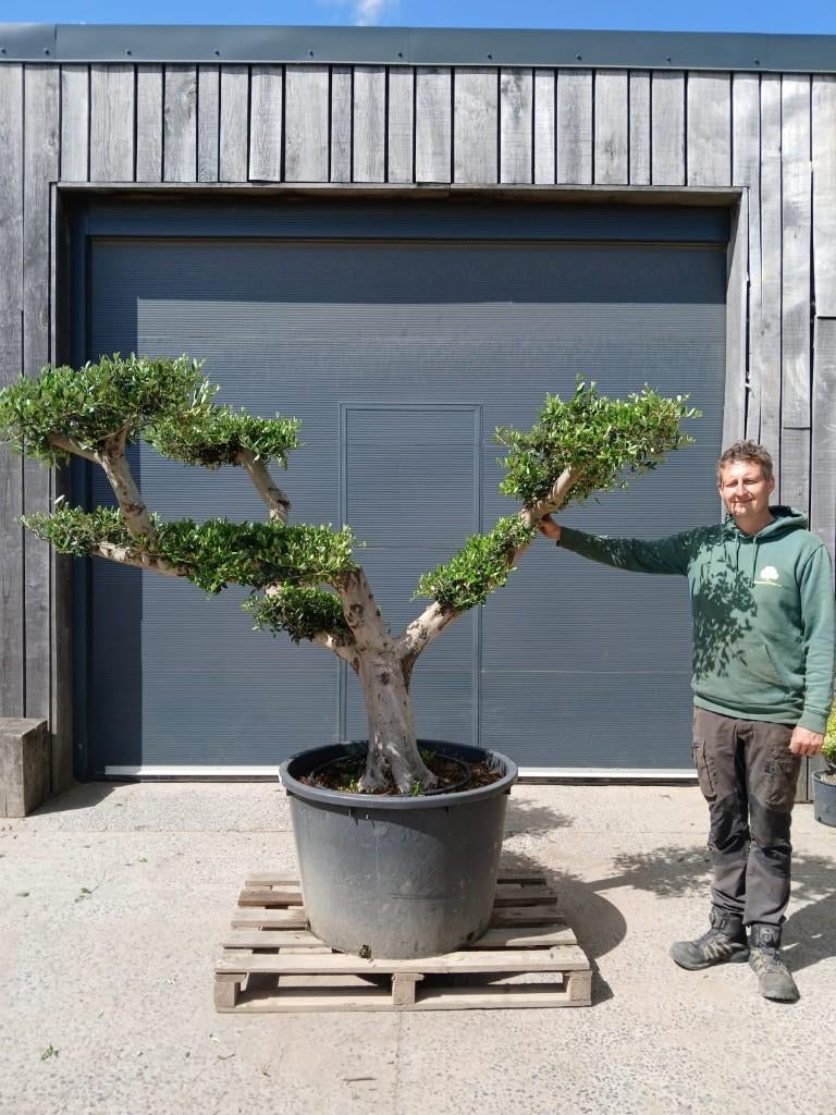 Olijfboom (plato) Large 70/90, Ophalen, Olijfboom