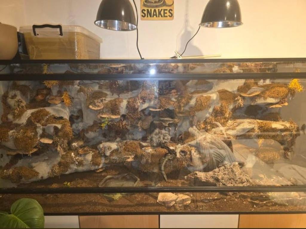 Terrarium, Dieren en Toebehoren, Ophalen of Verzenden, Zo goed als nieuw, Terrarium of Paludarium