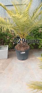 ‼️Phoenix canariensis rechtstreekse import spanje ‼️, Tuin en Terras, Ophalen