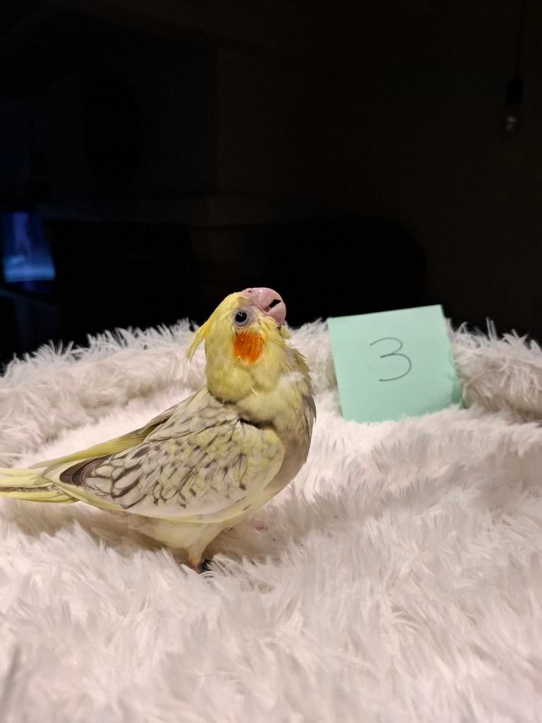 Tamme valkparkieten 2026, Meerdere dieren, Parkiet, Geringd