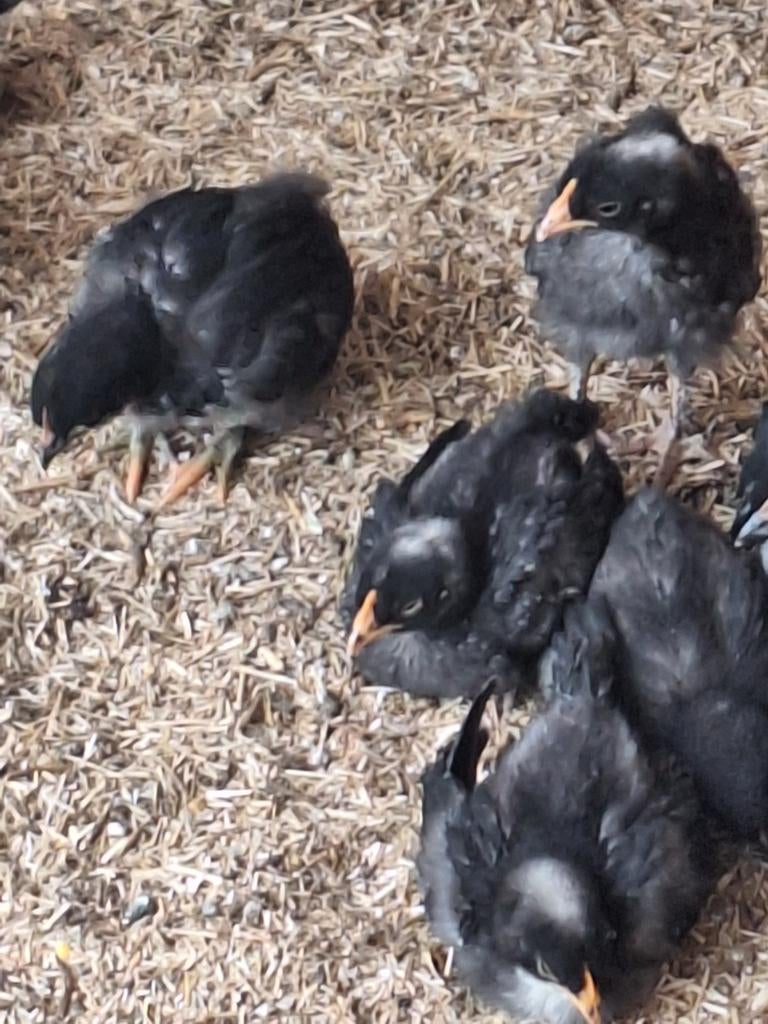 Poussins pondeurs d'olives