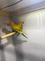 Baby zonparkieten, Plusieurs animaux, Perroquet, Domestique