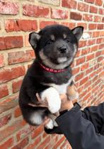Lieve, speelse Shiba-Inu pups, Dieren en Toebehoren, België, Overige rassen, 8 tot 15 weken, Meerdere
