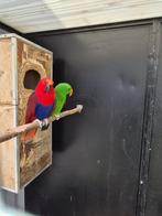 2koppels 1koppel geelvleugel blauwvoorhoofdeb  1koppel edels, Ophalen