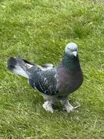 Pigeon takla sur charleroi, Animaux & Accessoires