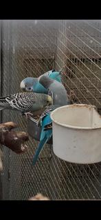 2 paires de perruches, Plusieurs animaux, Perruche, Bagué