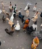 Mooie loopeenden te koop, Poule ou poulet